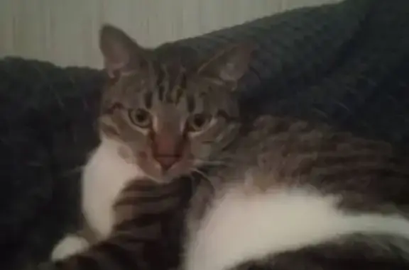 Пропала кошка, ул. Есенина, 28 к1, СПб