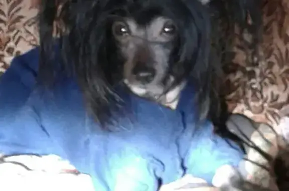 Пропала собака, Любецкая ул. 37, Череповец