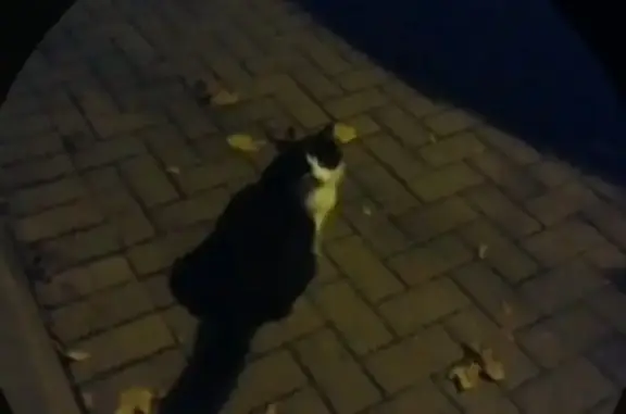 Кошка найдена у помойки, Московский пр. 147