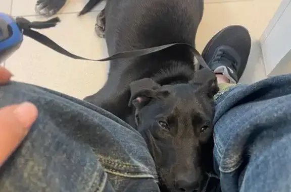 Пропала собака, Жилино-1, 10