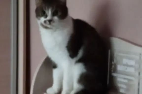 Кошки потеряшки, Череповец, фото: Потеряшка кошка, ул. Беляева 69, Череповец