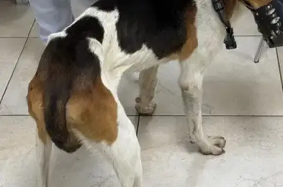 Собака у мусорки, Первореченское, Краснодарский край