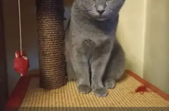 Пропала кошка, ул. Чкалова, Ростов-на-Дону