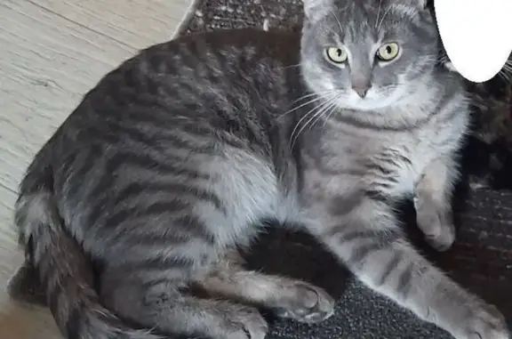 Пропала кошка Кузя, ул. Урицкого 65