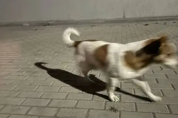 Найдена собака, Челябинск, фото: Собака найдена, ул. Труда, 179, Челябинск