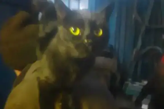 Найдена кошка, Санкт-Петербург, фото: Кошка найдена на 4-й Поперечной, СПб