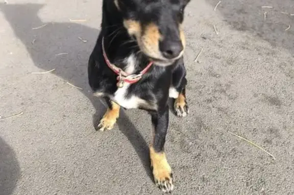 Найдена собака, Оренбург, фото: Собака найдена: Григорьевская 84, Оренбург