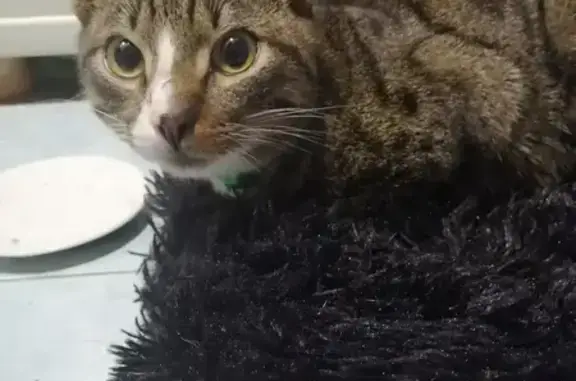 Найденные животные Мурманск, фото: Кошка найдена: ул. Нахимова, Мурманск