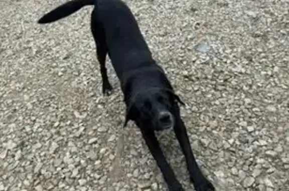 Собаки потеряшки, , фото: Потеряшка собака в Туле, д. Ямны