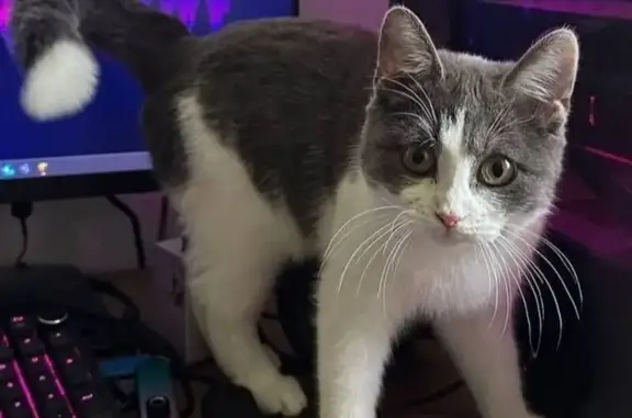 Кошки потеряшки, Калининград, фото: Потеряшка кошка, 4-я Большая Окружная, 82