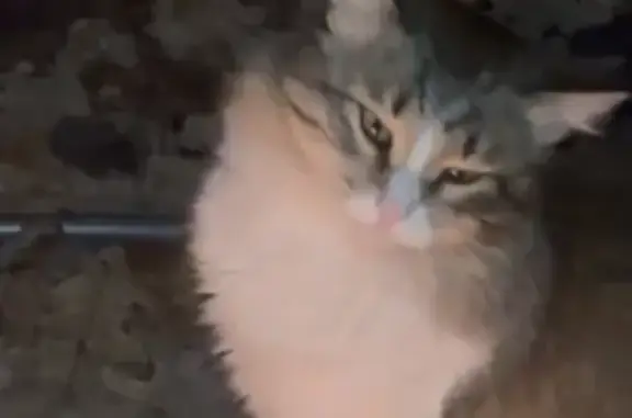 Объявления о пропавших и найденных животных, Помарское, фото: Кошка найдена: Помарское с/п, Марий Эл