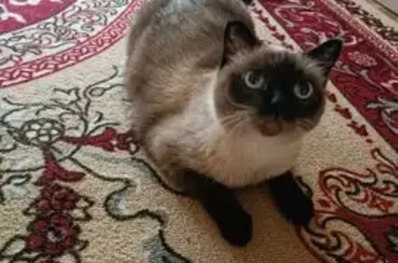 Пропала кошка, ул. Свердлова 38, Исетское