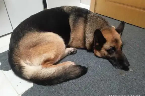 Пропала овчарка, 10 лет, Тула