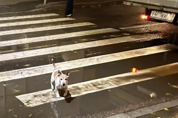 Найдена собака, Москва, фото: Найдена собака на Карачаровском шоссе