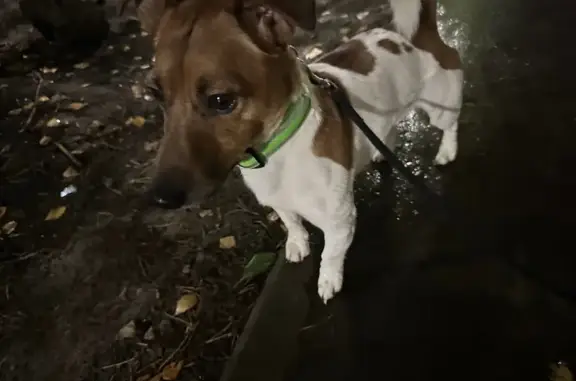 Пропала собака, ул. Космонавтов, 3А