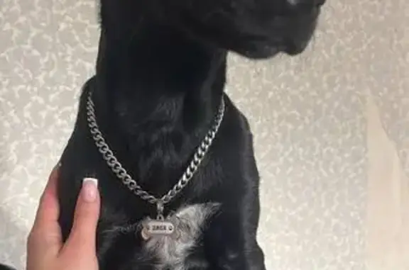 Собаки потеряшки, , фото: Потеряшка собака Джеки, Белоглинная ул, 1