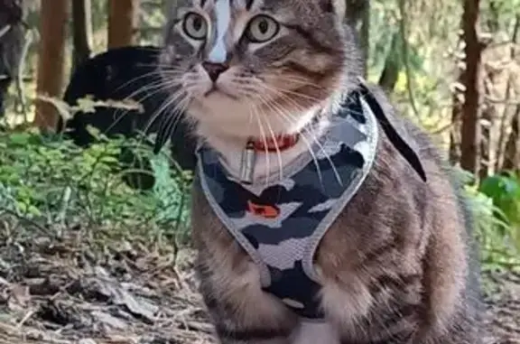 Пропала кошка, Старая Аксеновская дор.