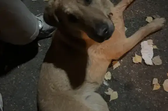 Рыжая собака найдена: Деловая 20, Казань