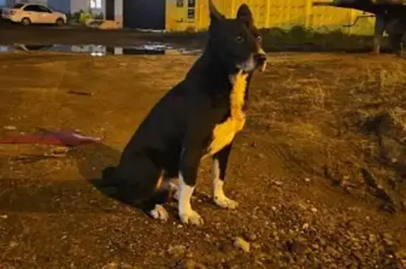 Собака найдена: ул. Восстания, 100 к155