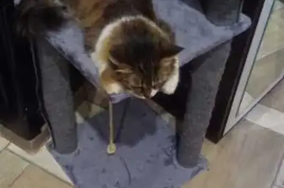 Пропала кошка Соня, Йошкар-Ола, ММЗ