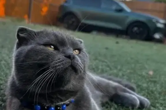 Кошки потеряшки, Краснодар, фото: Потеряшка кот, ул. Полины Осипенко, Краснодар