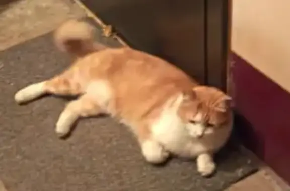 Кошка найдена: Среднеохтинский пр., д. 3/1