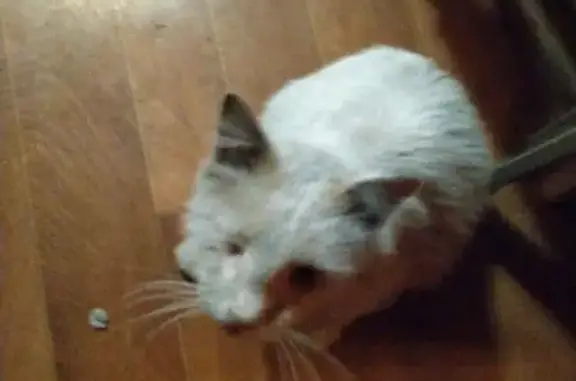 Найдена кошка, Боровск, фото: Найдена кошка, ул. Энгельса 11, Боровск