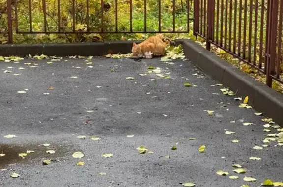 Кошка найдена: Б. Тишинский пер., 43, Москва