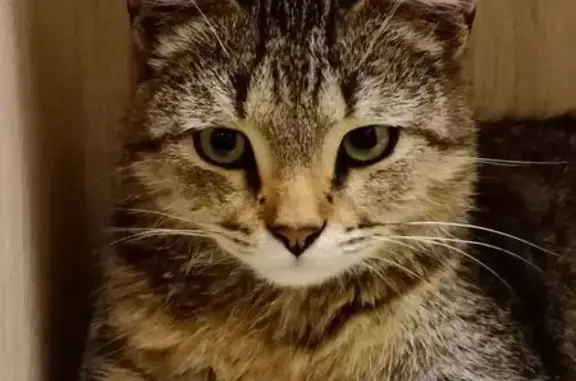 Кошка найдена на Авроры 122, Самара