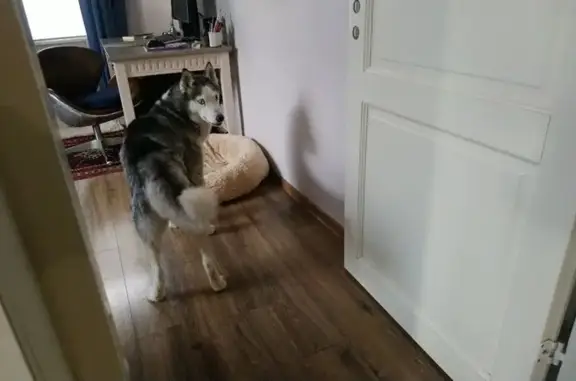 Найдена собака, Москва, фото: Найдена собака на Ставропольской, Москва