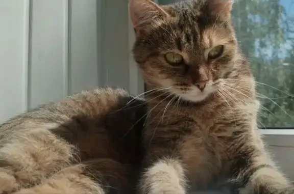 Пропала кошка, Тула, ул. Бундурина