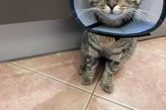 Пропал кот Марс, ул. Онежская, Воронеж