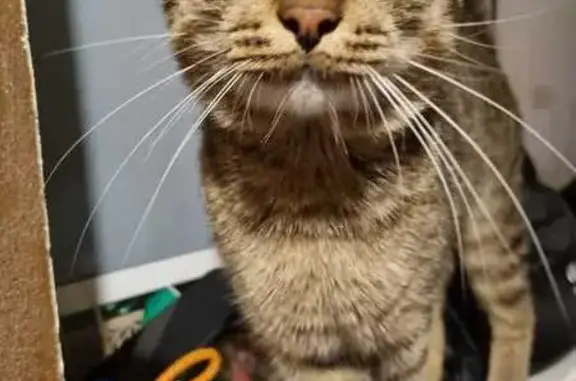 Пропала кошка, ул. Героев Космоса, НН