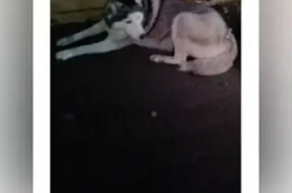 Собаки потеряшки, Псков, фото: Потеряшка собака, ул. Кузбасской Дивизии 19