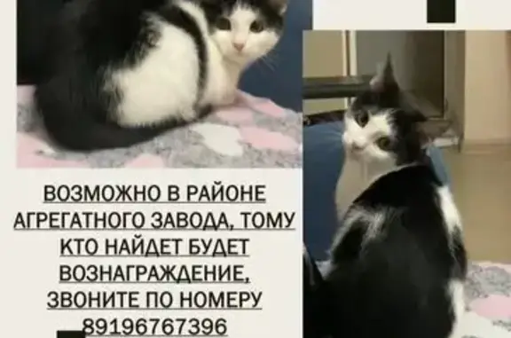 Пропала кошка, ул. Николаева, 35, Чебоксары