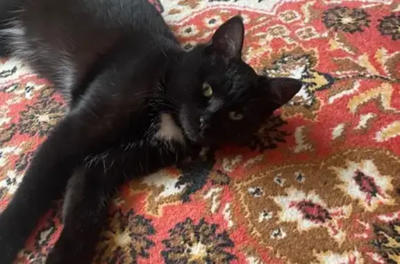 Найдена кошка, Ульяновск, фото: Кошка найдена: Ульяновская ул., 23