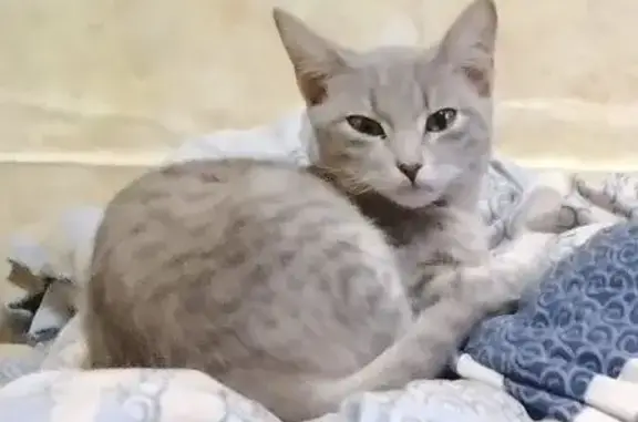 Пропала кошка, Садовый пер., 4, Заводоуковск