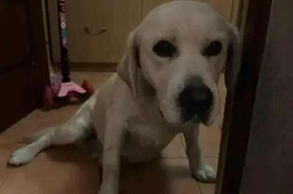 Найдена собака, Ростов-на-Дону, фото: Собака найдена на Тургеневской, Ростов-на-Дону