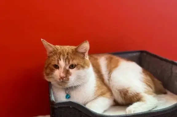 Пропал кот без хвоста, Тула, Пушкинский 4А