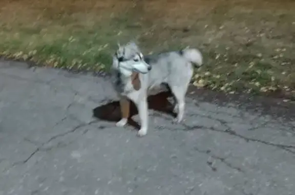 Найдена хаски в Пензе, Пензенская обл.