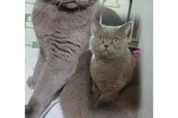 Пропала кошка, ул. Розы Люксембург, 36