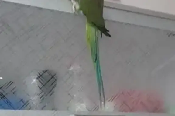 Пропал попугай, Дорожный пер., 24 к1