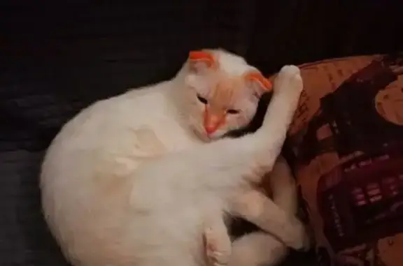 Пропала кошка, ул. Космонавтов 44/3, Липецк