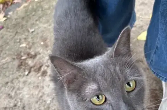 Найдена кошка, Чебоксары, фото: Кошка найдена: пр. Горького, 26, Чебоксары