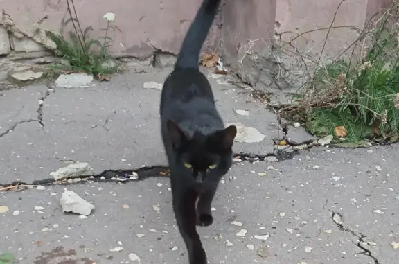 Кошка найдена у домов на ул. Шевцовой 13-11