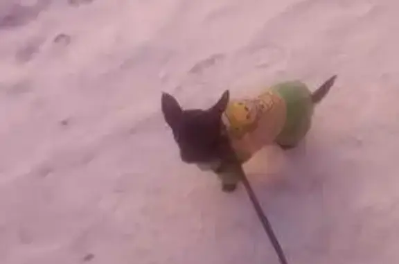 Собаки потеряшки, , фото: Потеряшка мини той терьер, Ливенская ул., Орёл