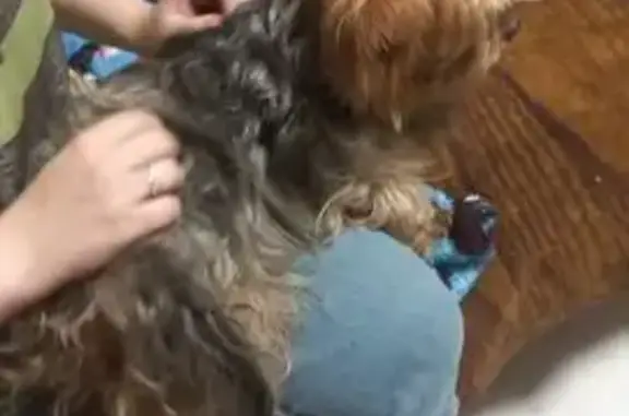 Собака найдена, ул. Рогова 33, Тула