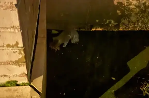 Кошка найдена: б-р Маршала Крылова, 1