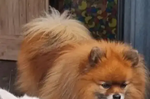 Пропала собака на ул. 1812 года, Калининград