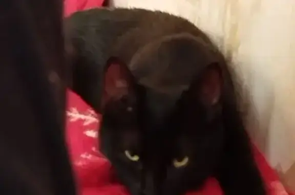 Пропала кошка, Березовская 32, Воронеж